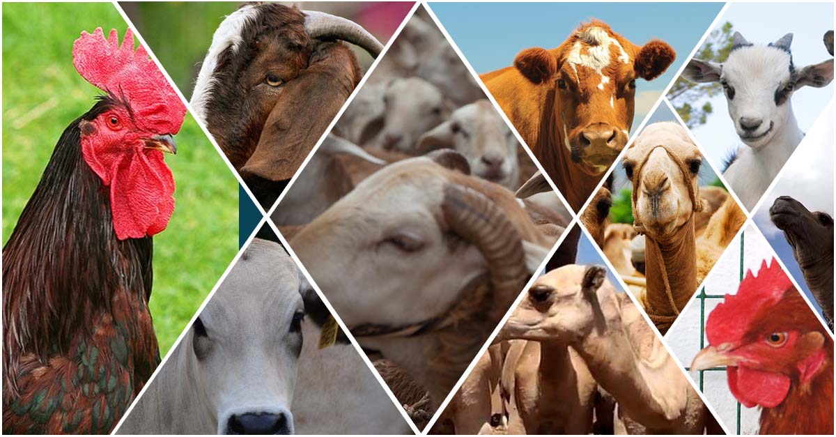 Veterinary Drugs