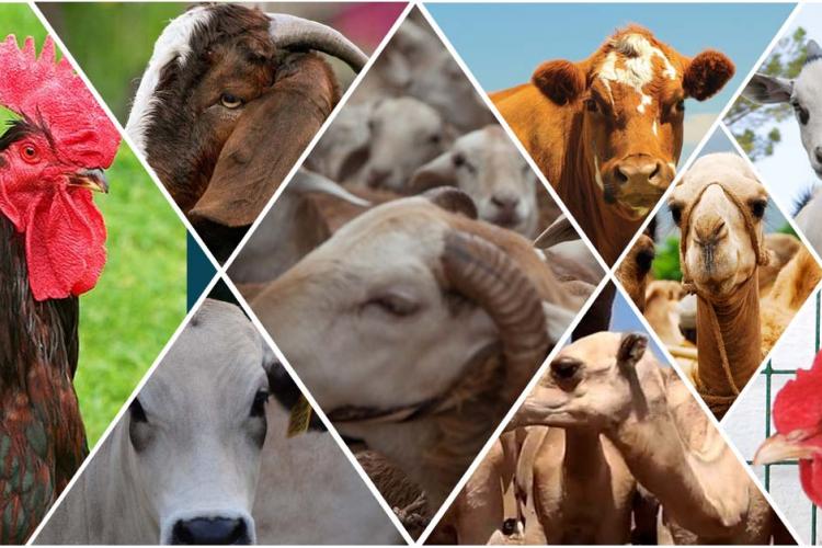 Veterinary Drugs